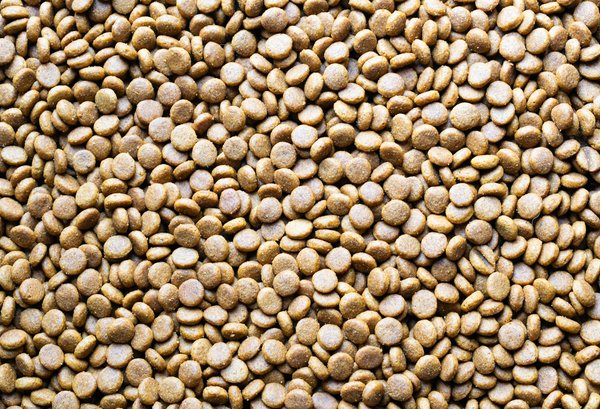 Découvrez les bienfaits de l'harpagophytum pour votre santé